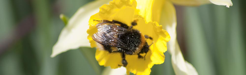 Bee in daffodil